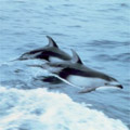 dolphin