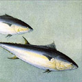 tuna